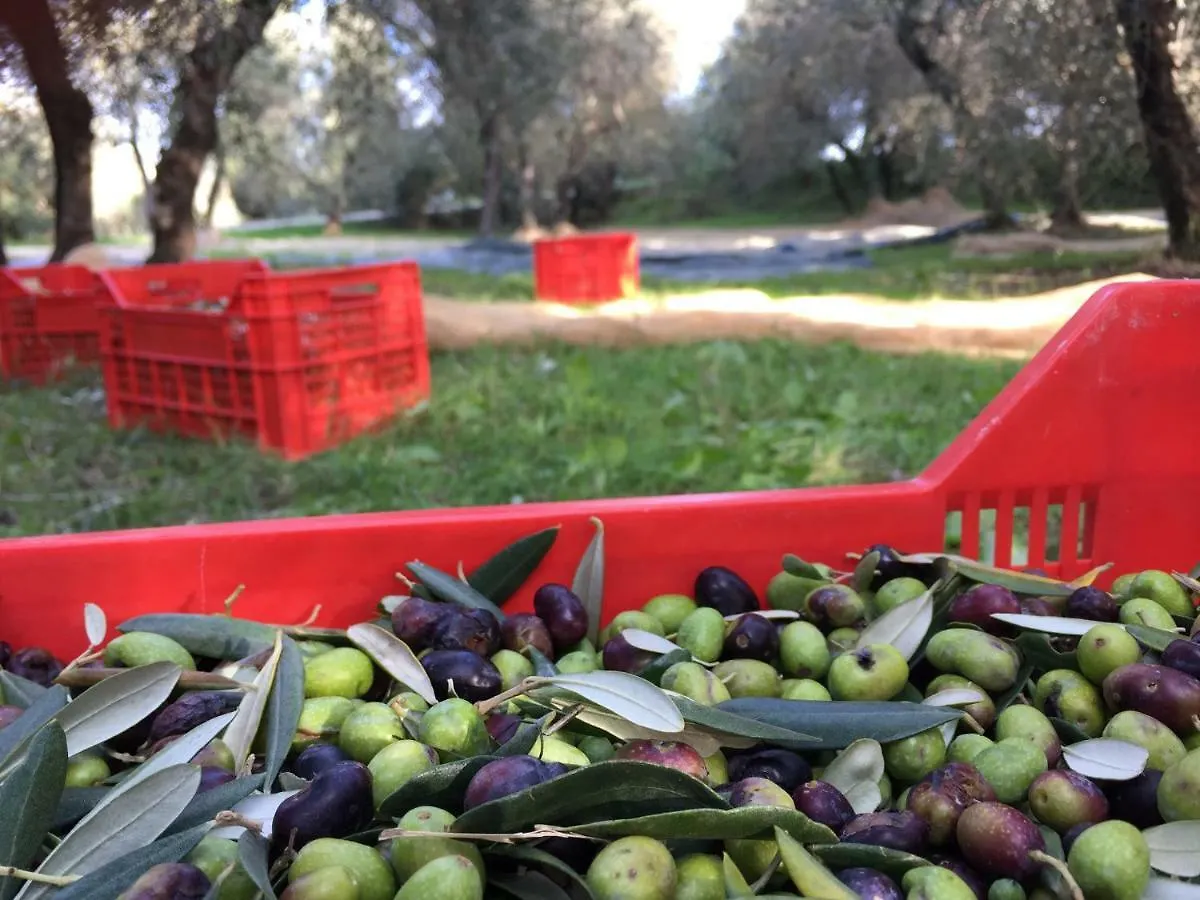 Agriturismo Pieve De Pitti Villa Terricciola Farm stay
